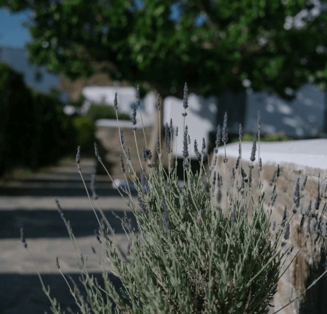 photo of indigo studios serifos island
